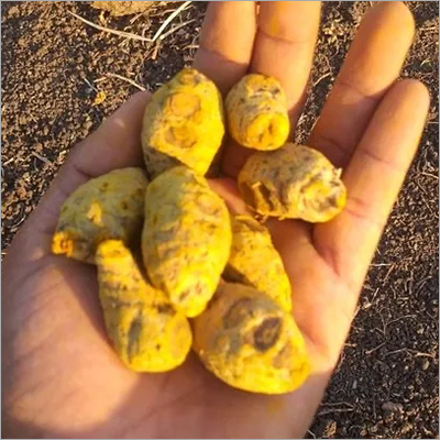 Turmeric Bulb